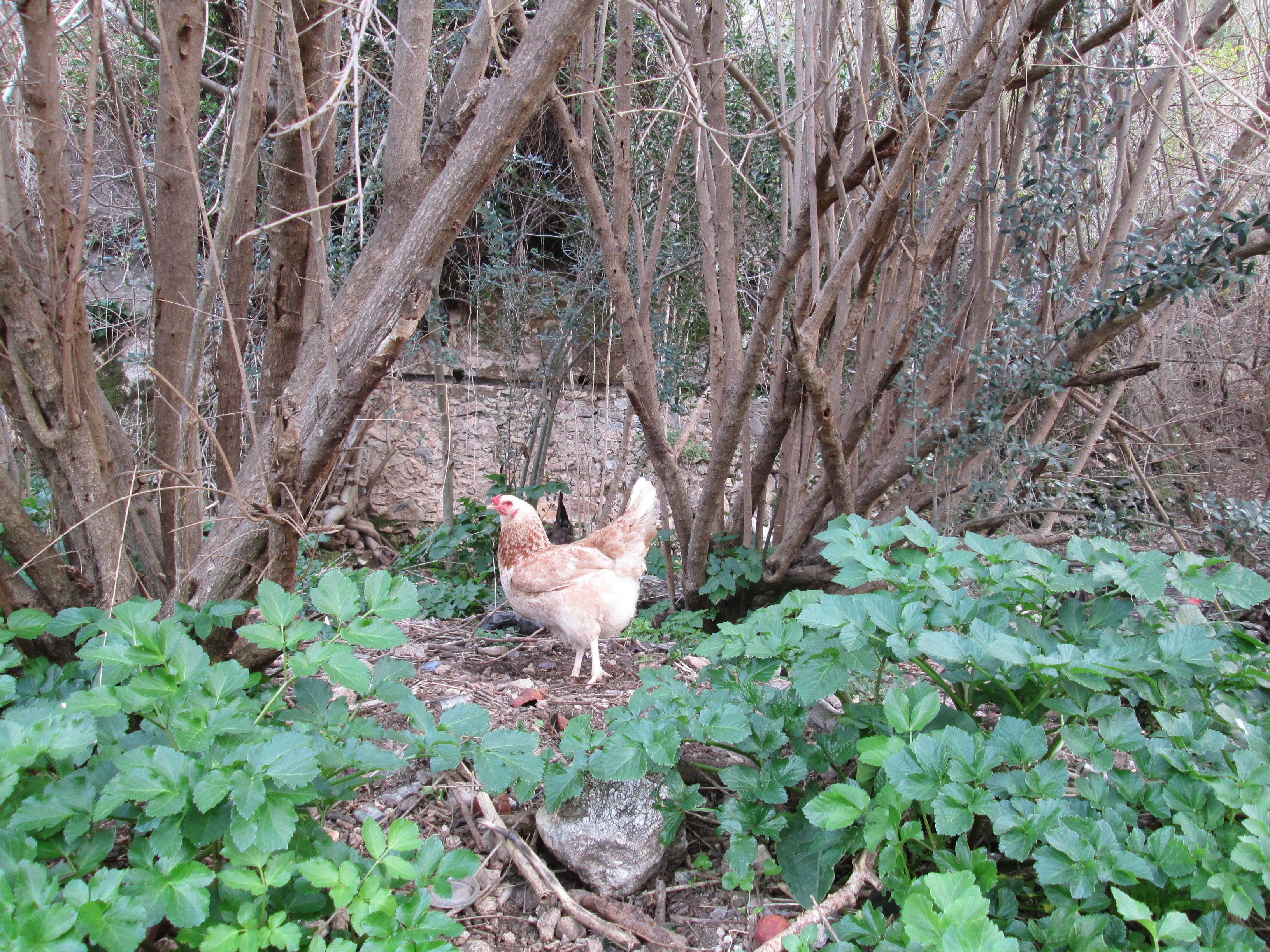 canon_img_3743_%d0%b2-%d1%82%d1%83%d1%80%d1%86%d0%b8%d0%b8-%d1%82%d0%b0%d0%ba%d0%b8%d0%b5-%d1%82%d0%be%d1%87%d0%bd%d0%be-%d0%ba%d1%83%d1%80%d1%8b-%d0%ba%d0%b0%d0%ba-%d1%83-%d0%bd%d0%b0%d1%81-%d0%b2