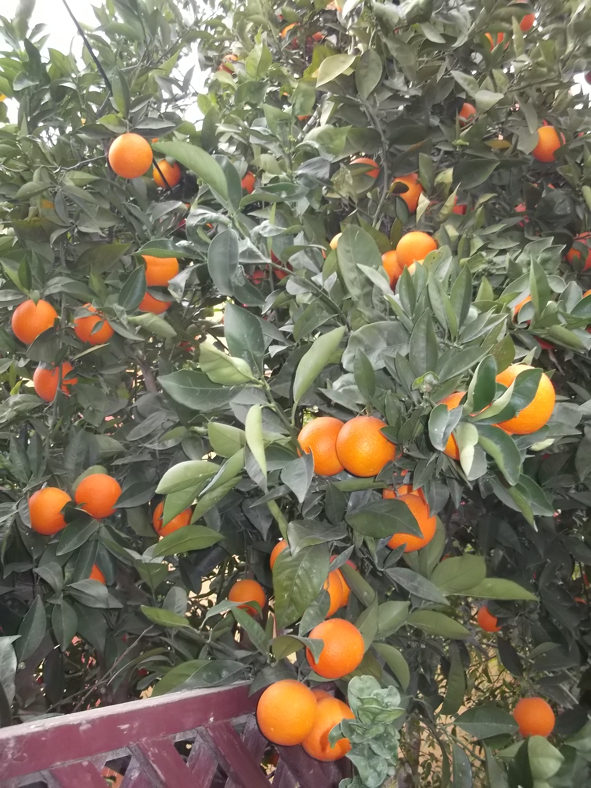 Fujitsu_Turk2_ 085_Апельсины.jpg