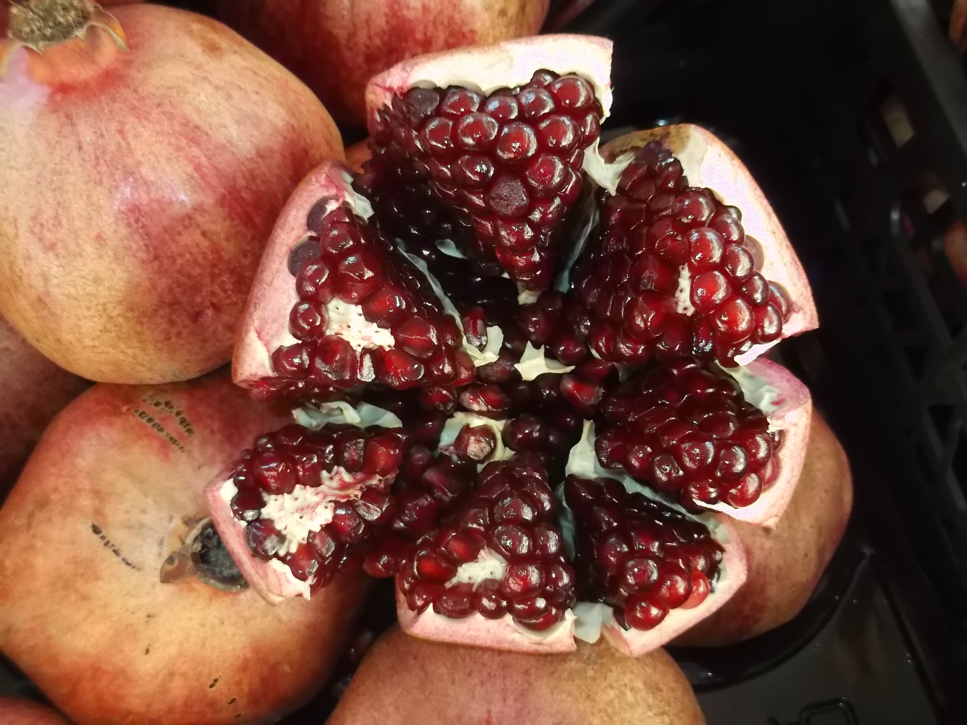 Fujitsu_Turk3_ 325.jpg