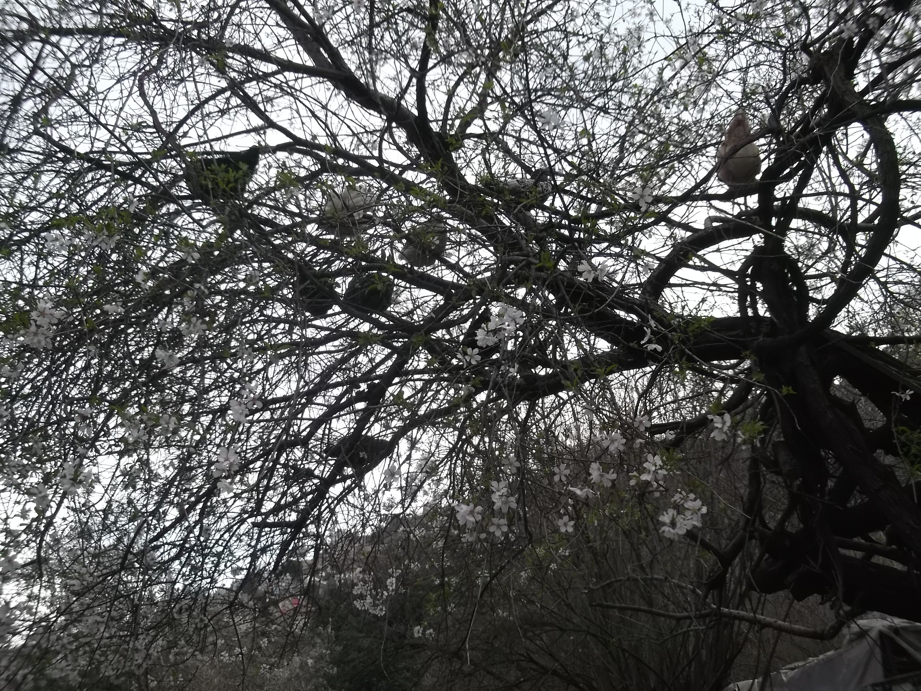 Fujitsu_Turk4_ 196_ChickenTree.jpg