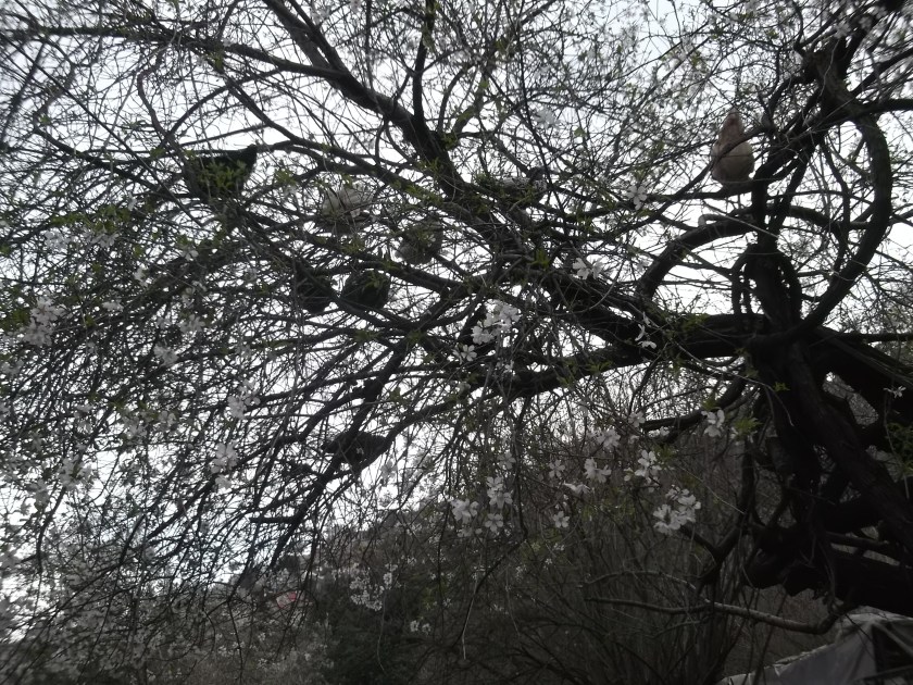 Fujitsu_Turk4_ 196_ChickenTree.jpg