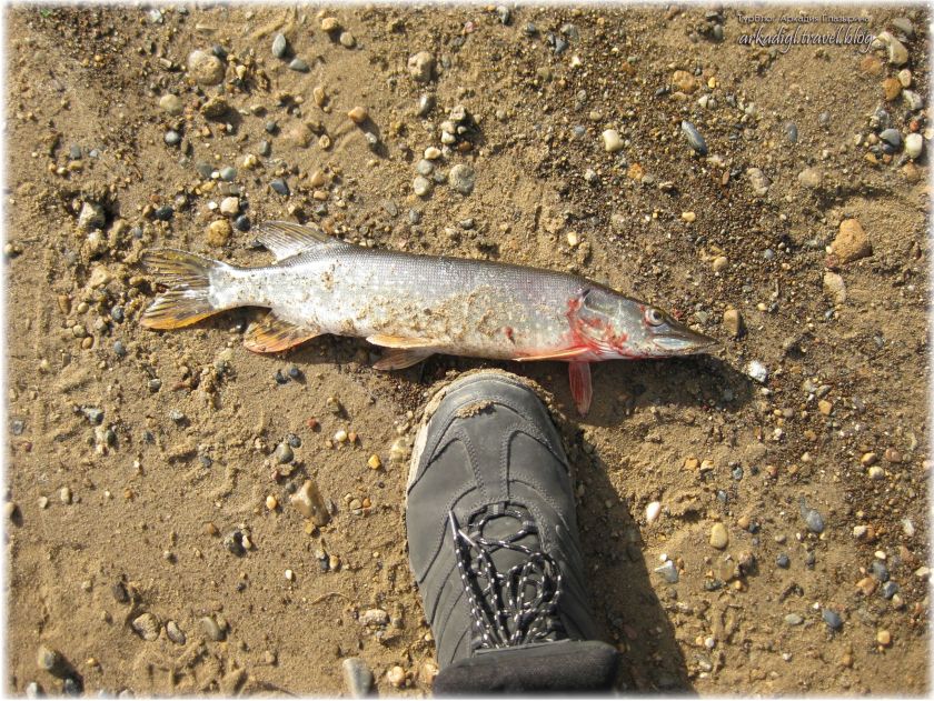 День_Рыбака_9сент17-089+Blog